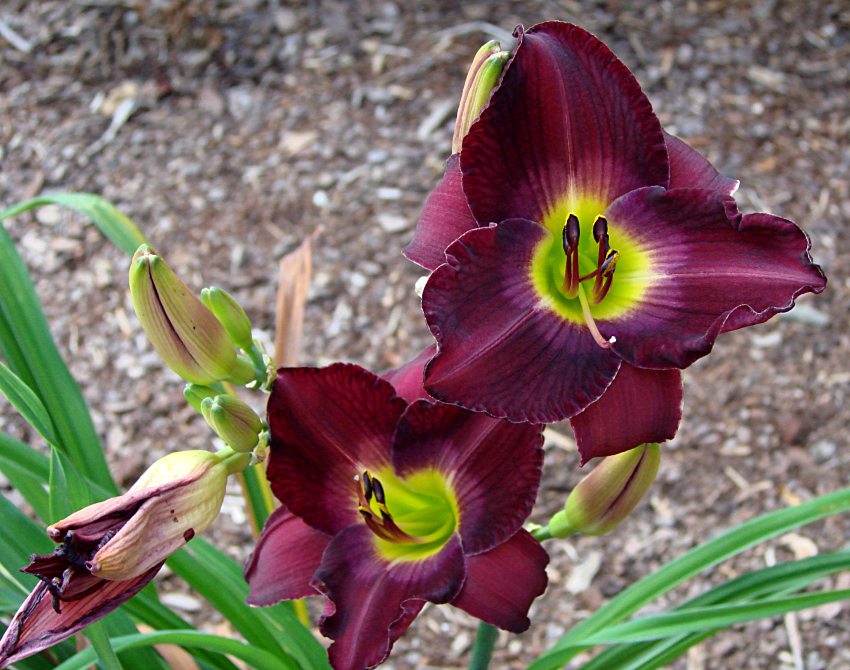 Dark wine daylily with yellow center