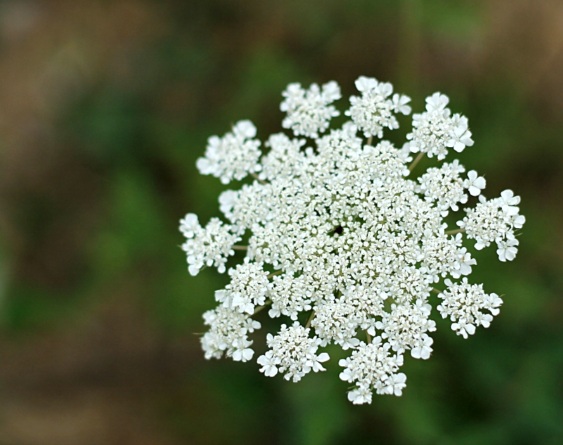 Queen Anne's Lace flower