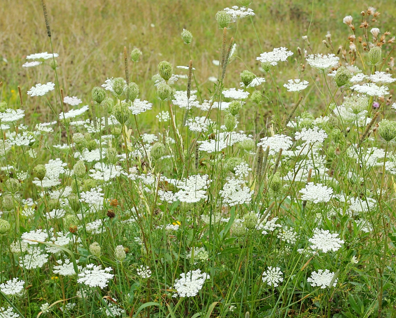 Field of Queen Anne's Lace