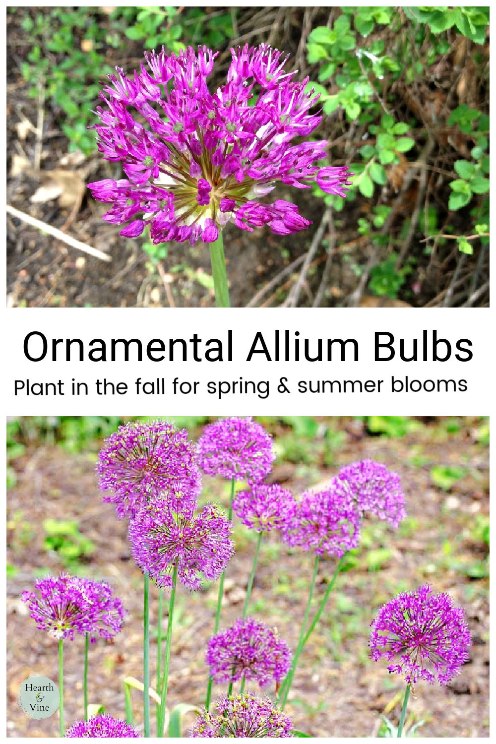 Planting Ornamental Alliums Easy Spring and Summer Bloomers