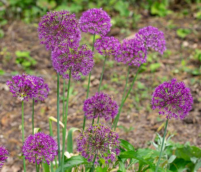 Ornamental alliums in bloom