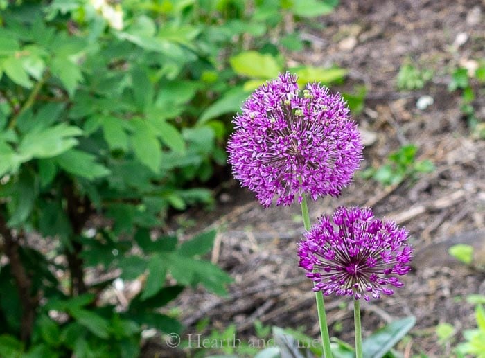 Ornamental alliums in spring