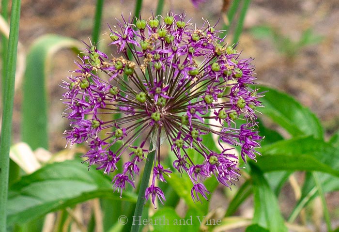 Allium sensation