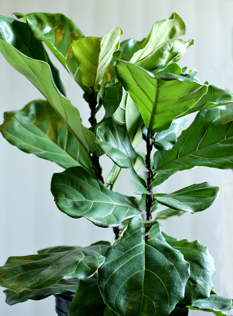 Fiddle leaf fig tree