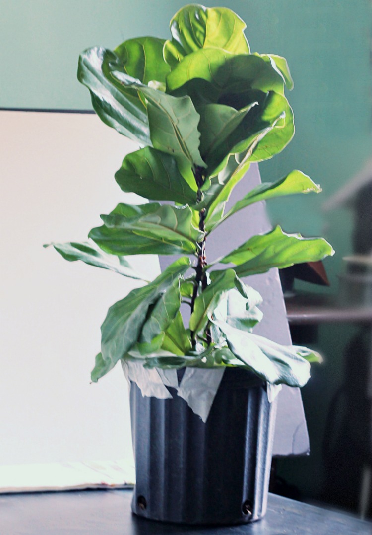 Fiddle Leaf Fig Tree from mail order