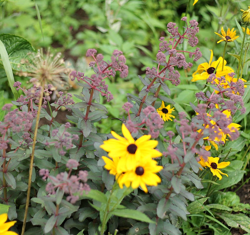 Sedum with black eyed susan