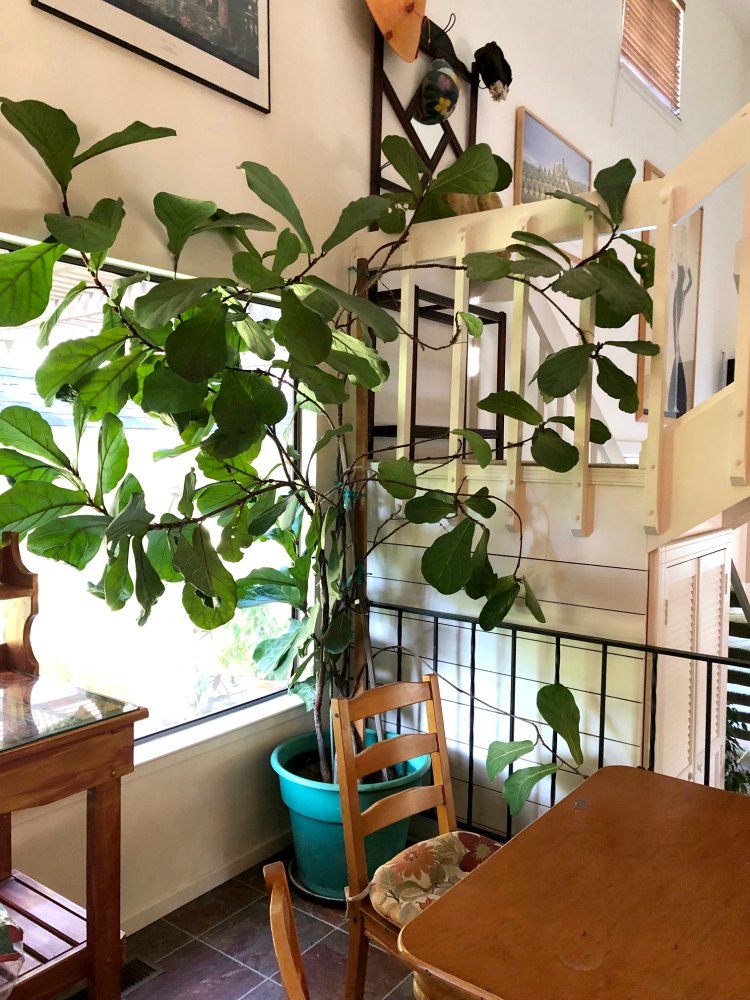 Giant fiddle leaf fig in California