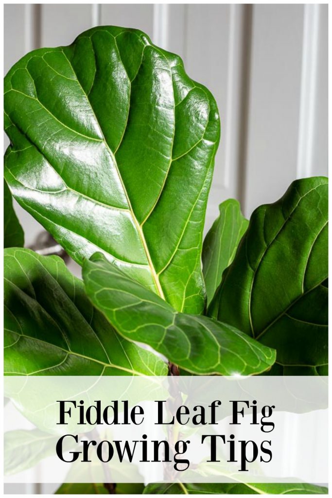 Fiddle leaf fig tree leaves