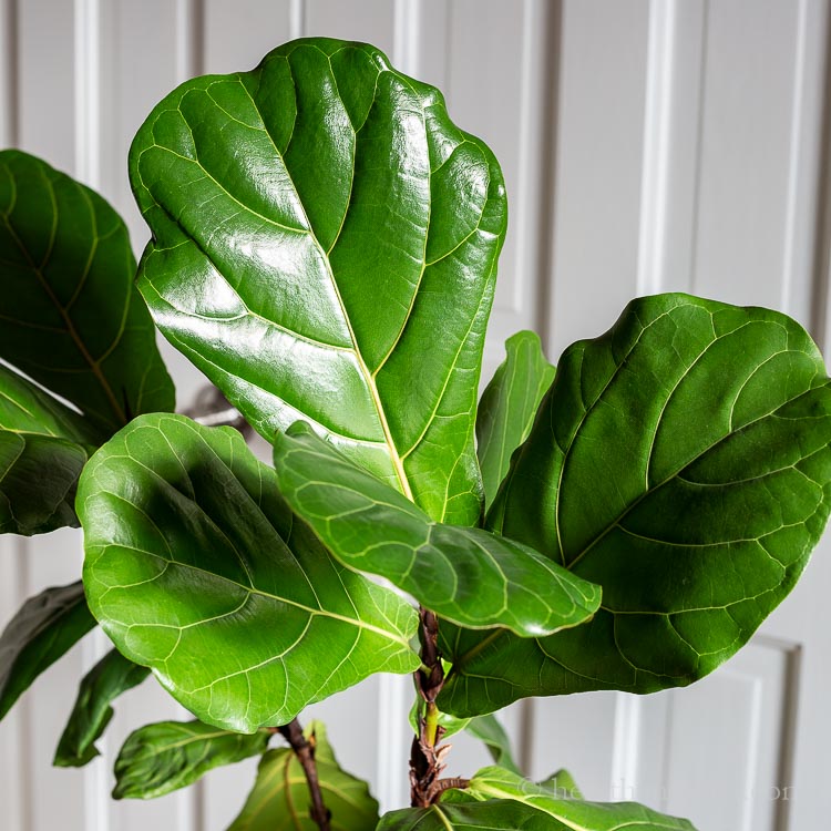 Fiddle Leaf Fig Tree - Growing this Stunning Houseplant