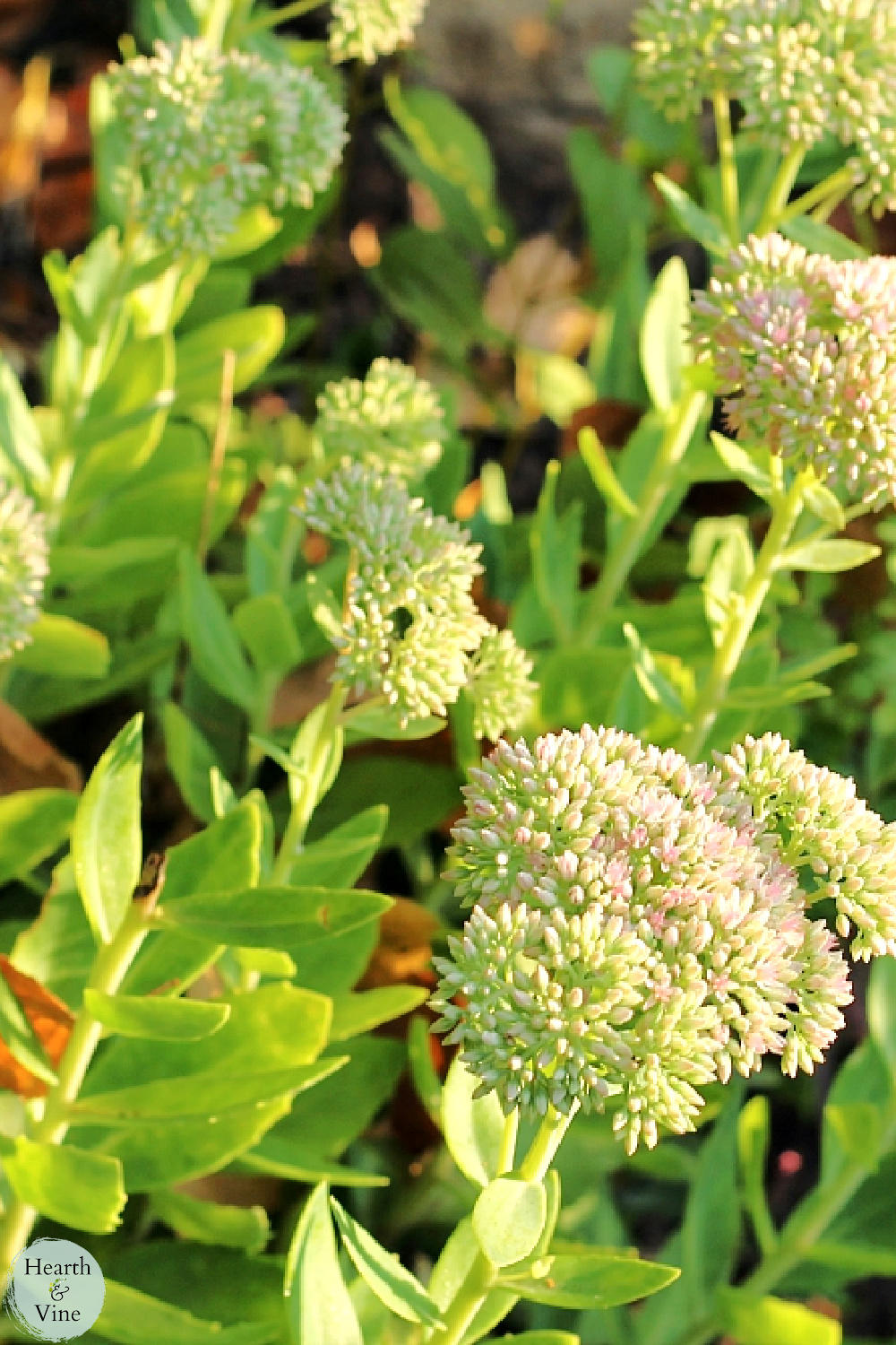 Growing Sedum Hardy Succulents that Grow in Cold Climates