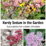Garden sedum images in flower