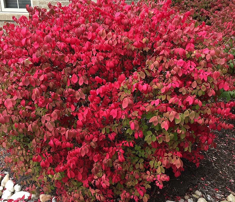 Euonymus Alata Burning Bush