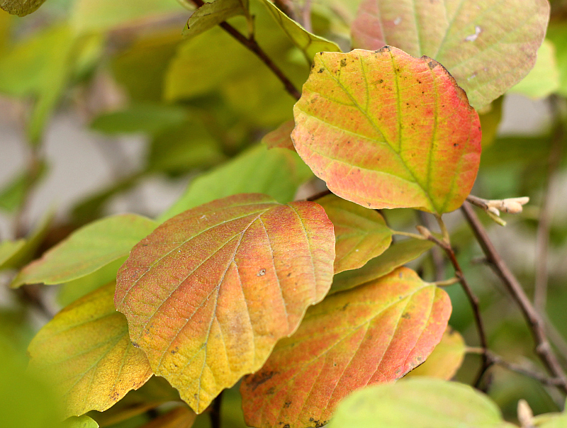 Fothergilla major fall leaves