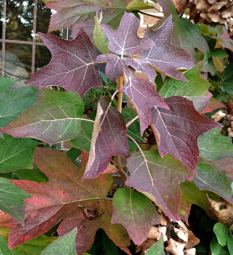 Oakleaf Hydrangea in fall