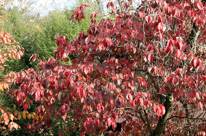 Dogwood tree in fall color