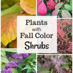 Shrubs with fall color. Fothergilla, burning bush, beautyberry, itea and oakleaf hydrangea