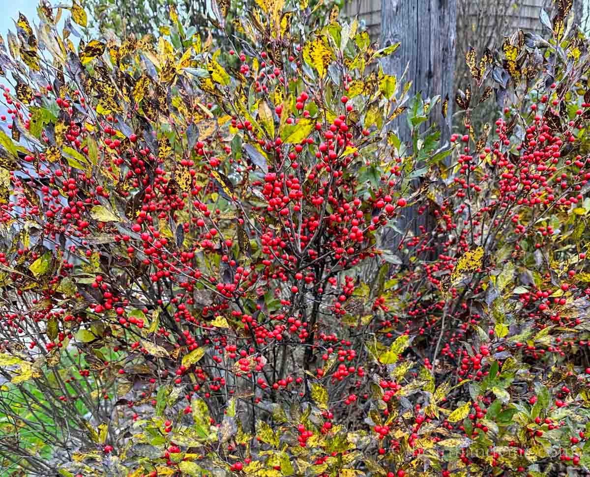 Winterberry shrub in the fall with lots of red berries.