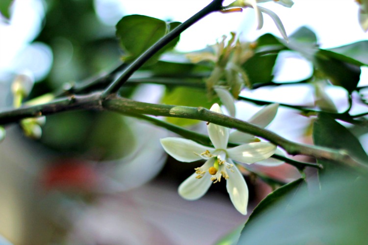 Flowers on dwarf Meyer lemon tree