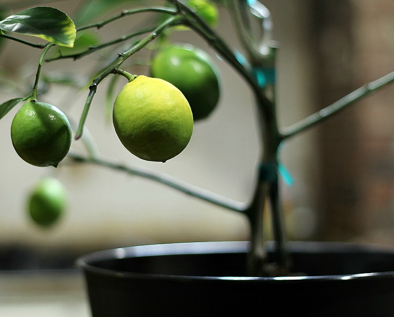 Dwarf Meyer lemon tree lemons