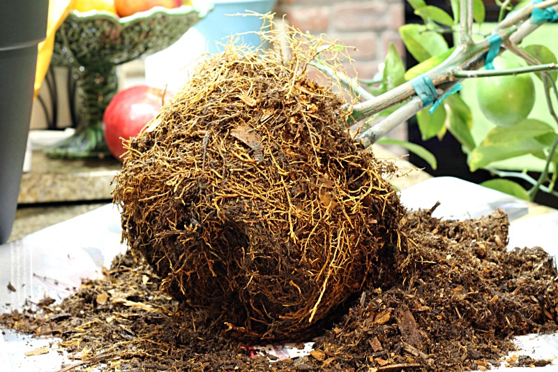 Removing old soil from root ball