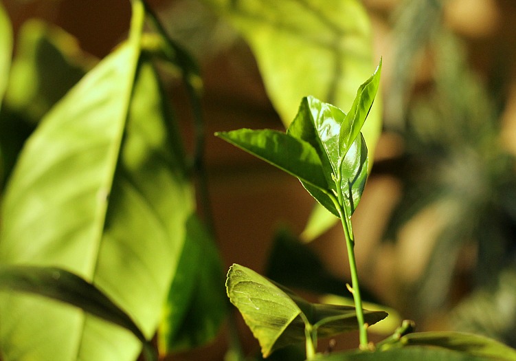 New leaf growth on Dwarf Meyer Lemon tree