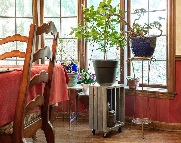 dwarf lemon tree indoors