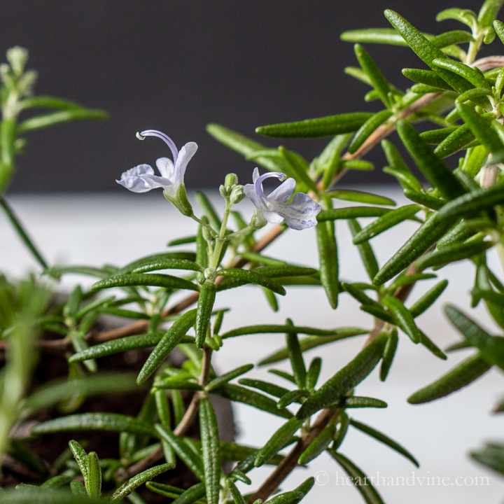 Best Plants for Honey Bees to Add to Your Garden