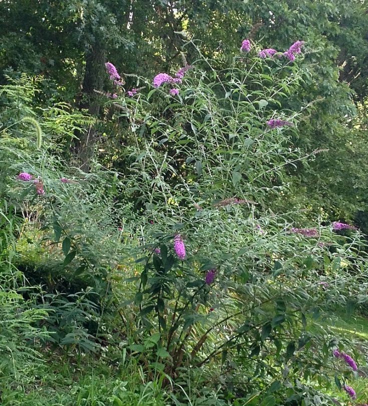 Easy to Grow Shrubs - 5 Must Haves for the Garden | Hearth and Vine