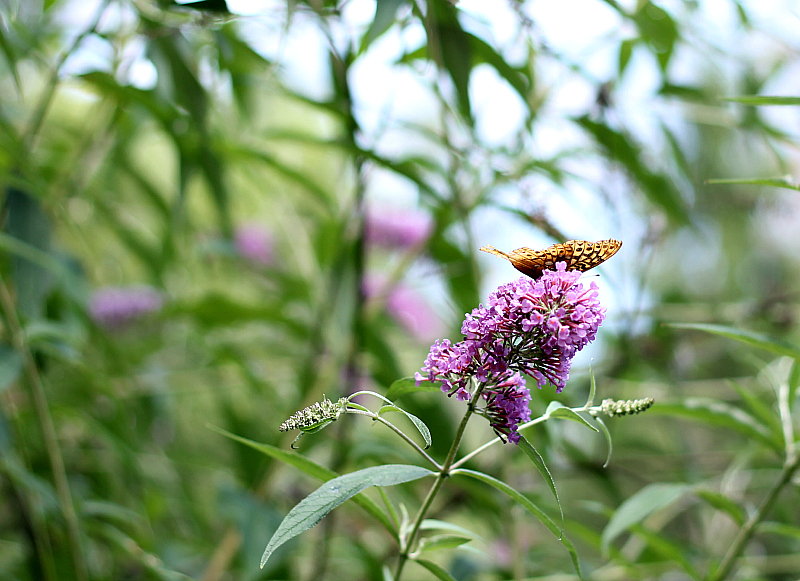 Butterfly bush flower with butterfly on it