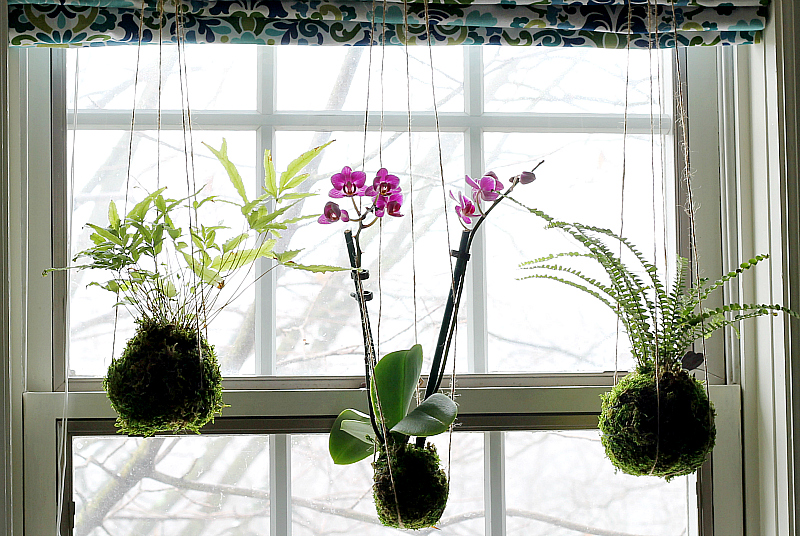 10 DIY Hanging Moss Ball Gardens- For a different kind of indoor garden, you should check out these DIY kokedama (hanging moss ball planters)! They're easy to make, and look beautiful! | #indoorGarden #gardening #garden #gardenIdeas #ACultivatedNest