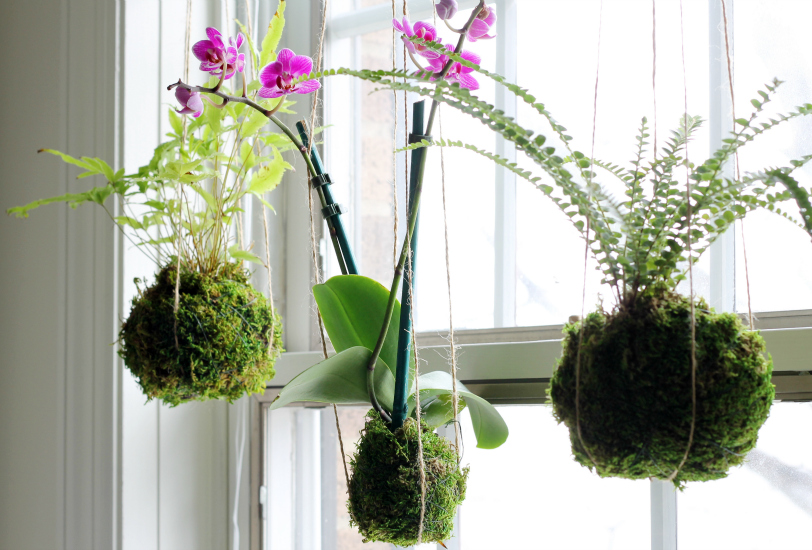 Kokedama string garden