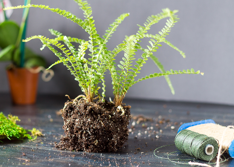 lemon button fern out of pot