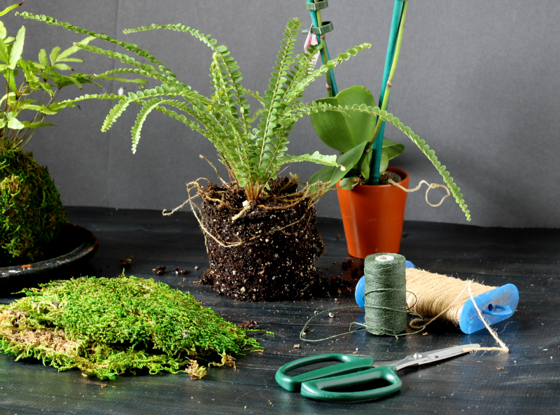 Kokedama, Fresh Green