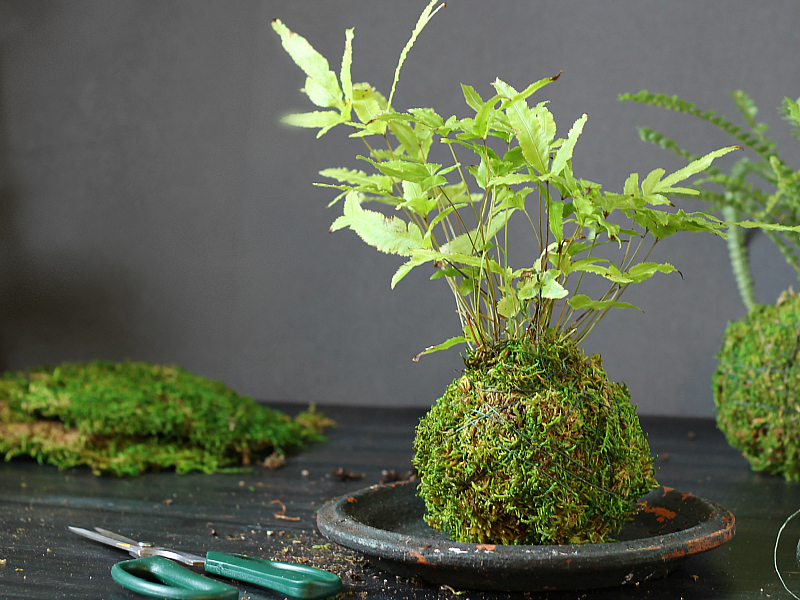 Kokedama on dish