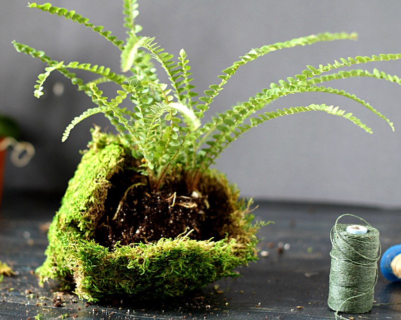 fern covered with moss