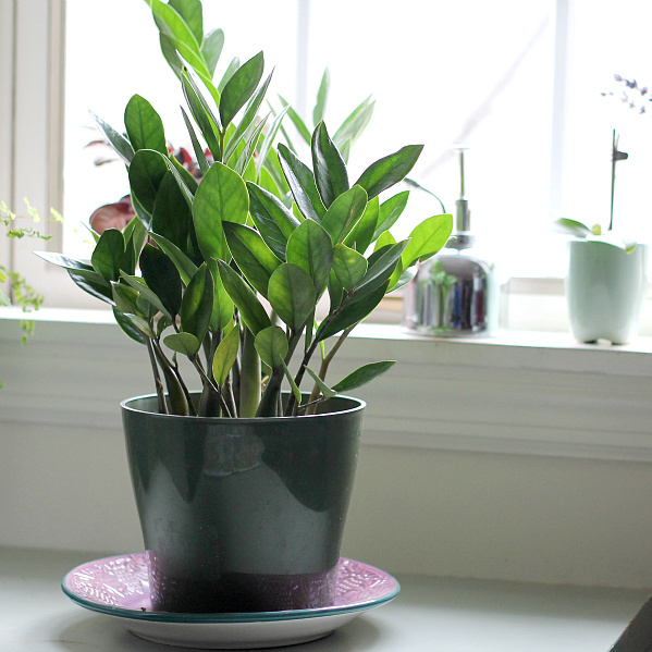 ZZ Plant - Easy Houseplant to Grow