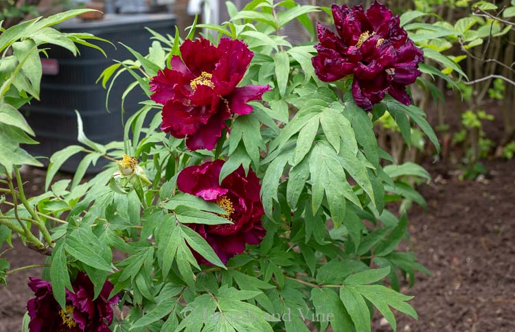 Dark Red Tree Peony