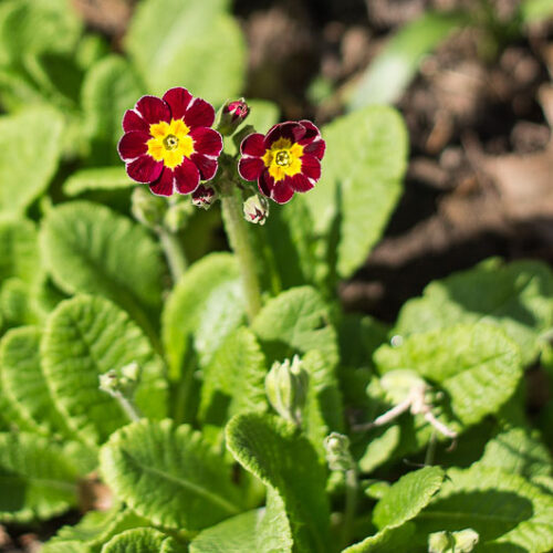 Red primroses with gold centers.