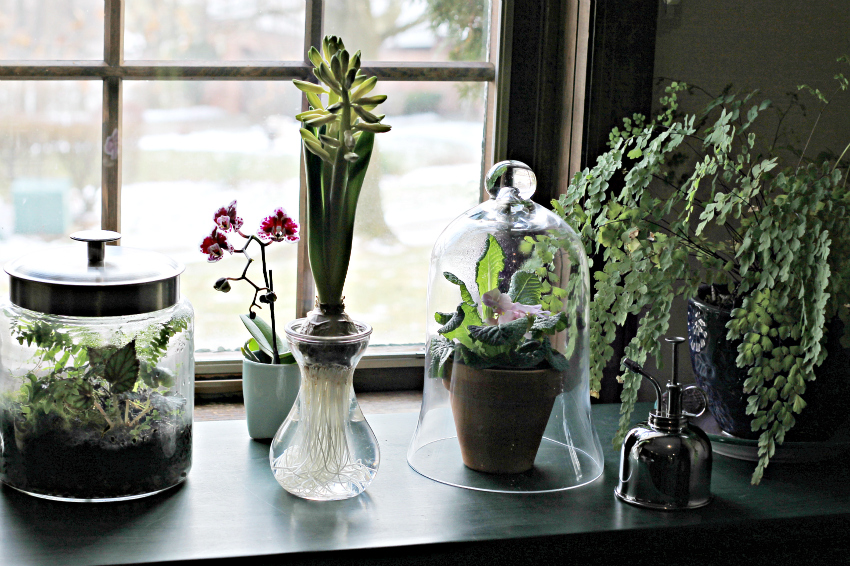 Indoor table with glass and plants