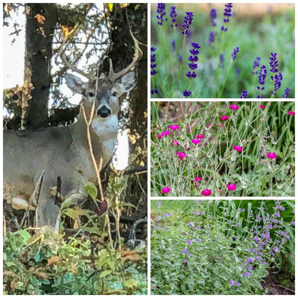 Deer resistant plants and a buck in the yard