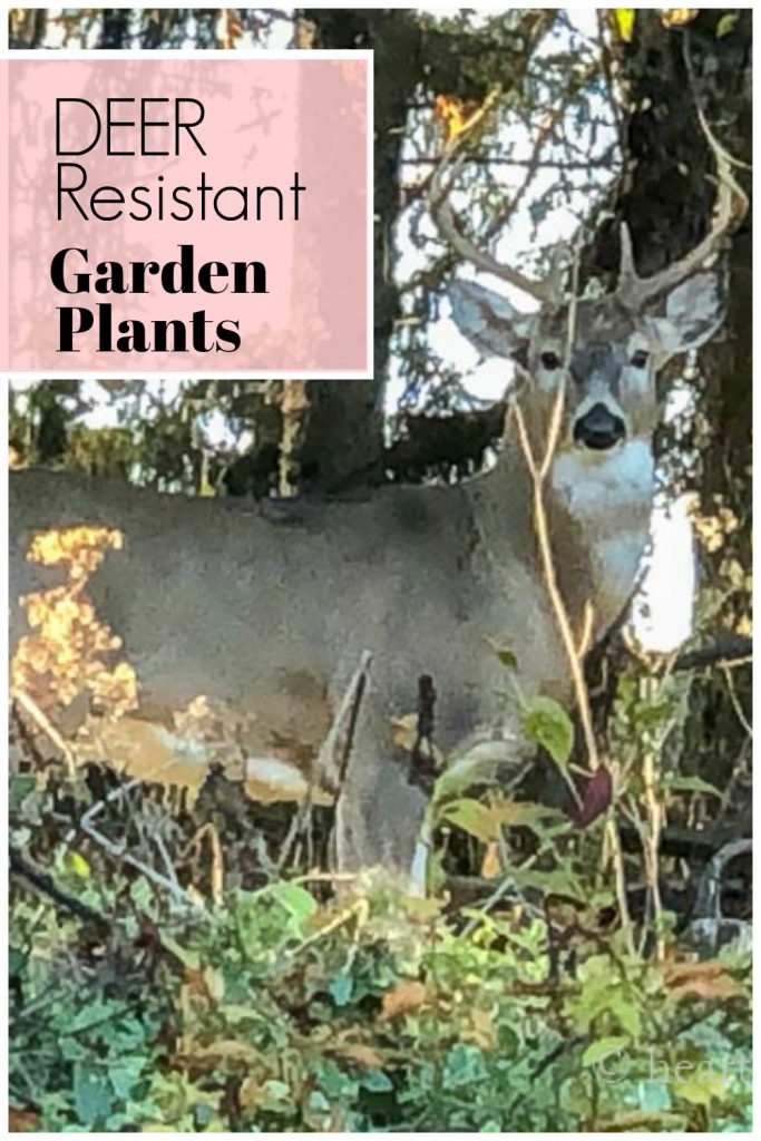 Large male deer in backyard