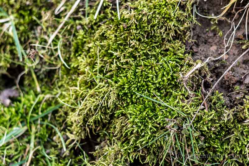 moss from yard 