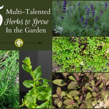 5 Multi-Talented Useful Herbs To Grow - gardenmatter.com