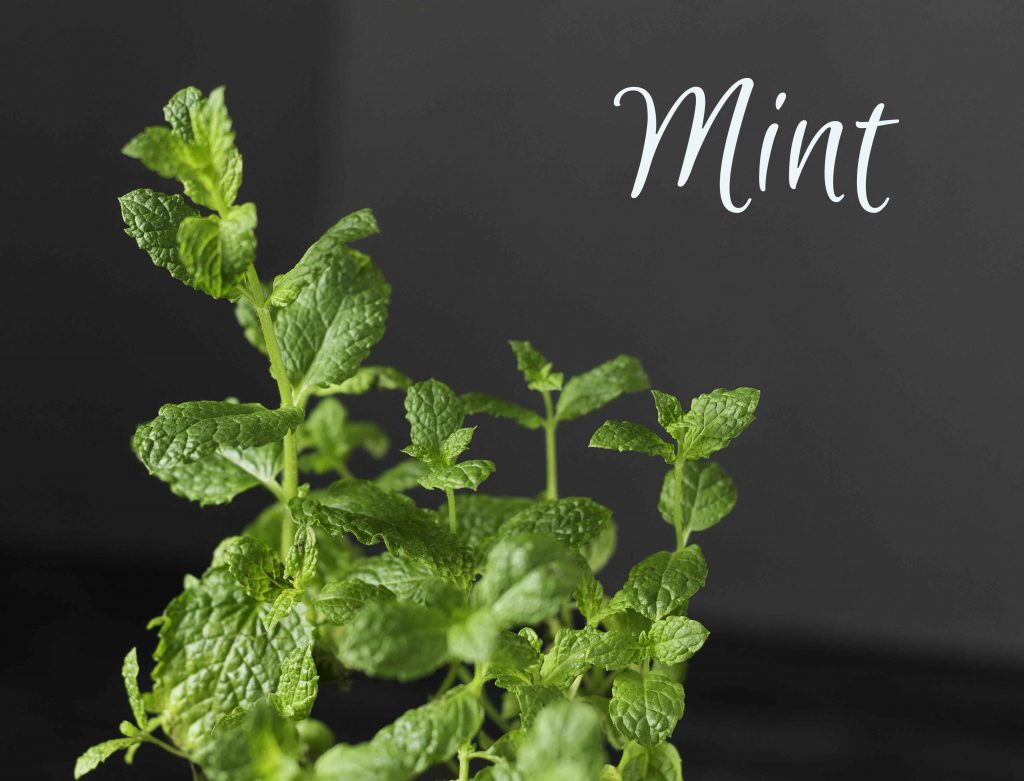 Mint ~ 5 useful herbs 
