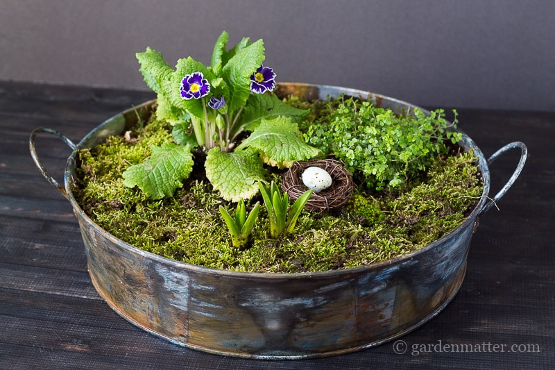 Moss and flowers in tray ~ mini moss garden ~ gardenmatter.com