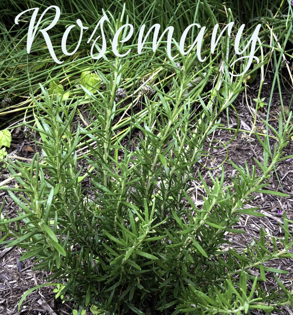 Rosemary ~ 5 useful herbs 