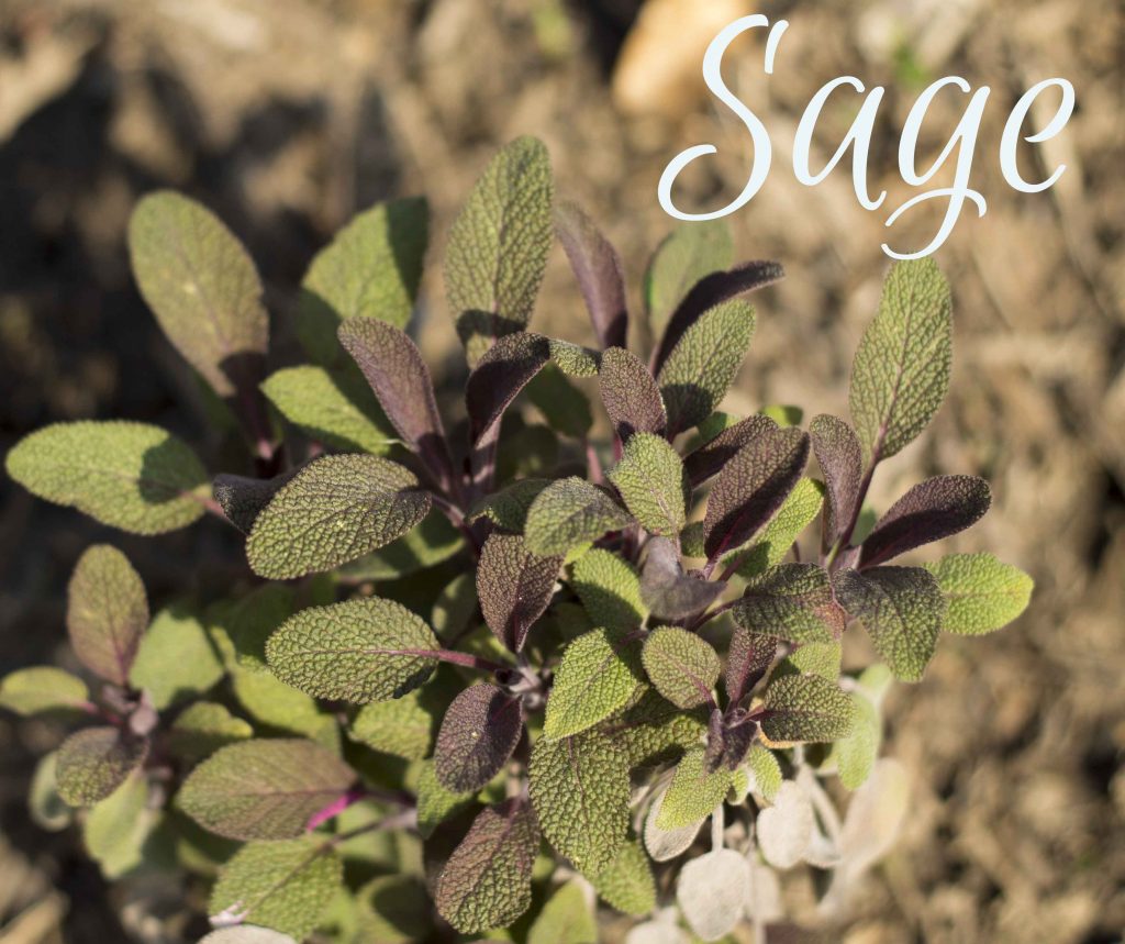 Sage ~ 5 useful herbs 