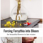 Blooming forsythia branches above branches in bud and bottom cuts.