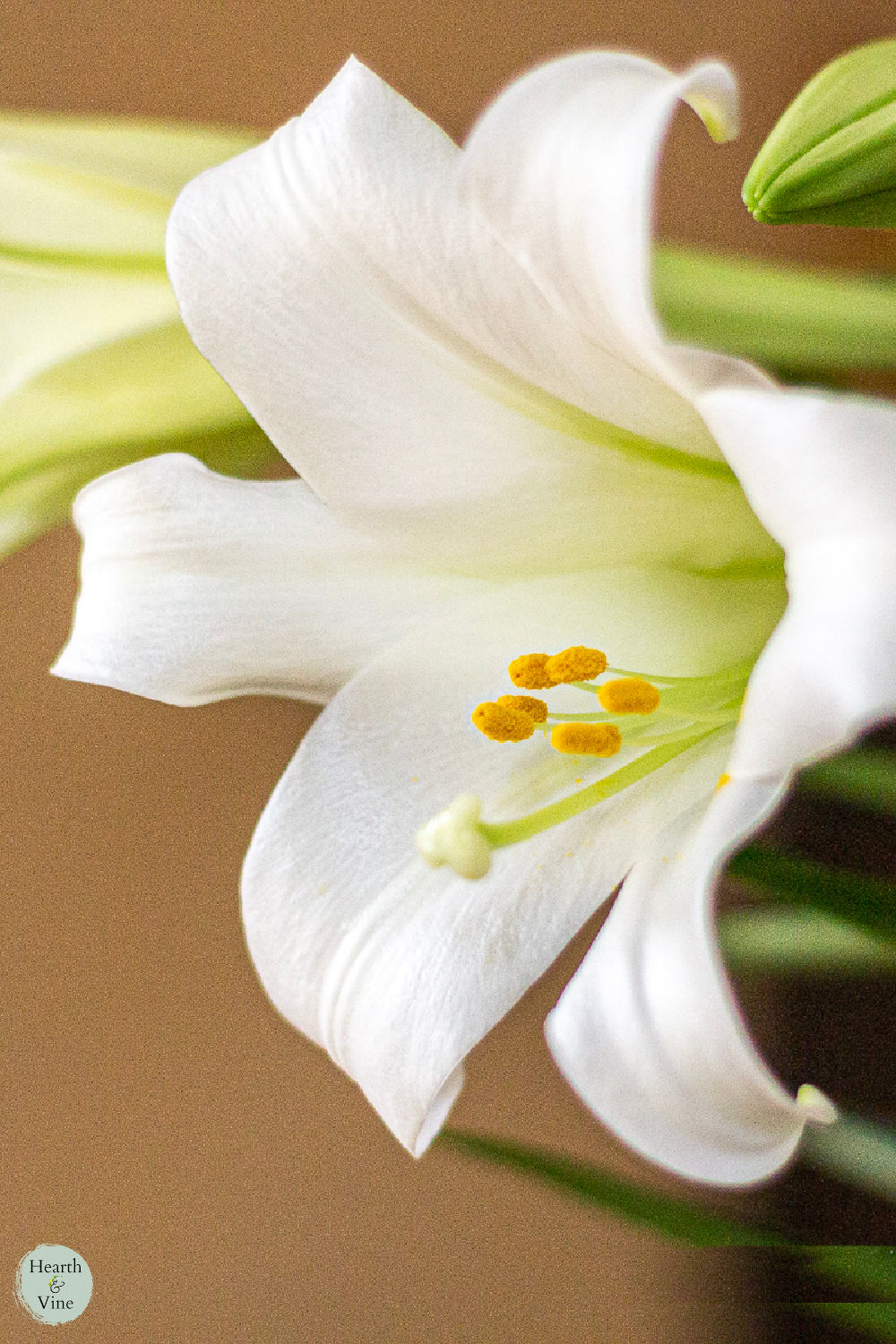 Easter Lilies, Their Meaning, and an Easter Centerpiece Hearth and Vine