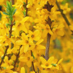 Close up of forsythia blossoms on branches.